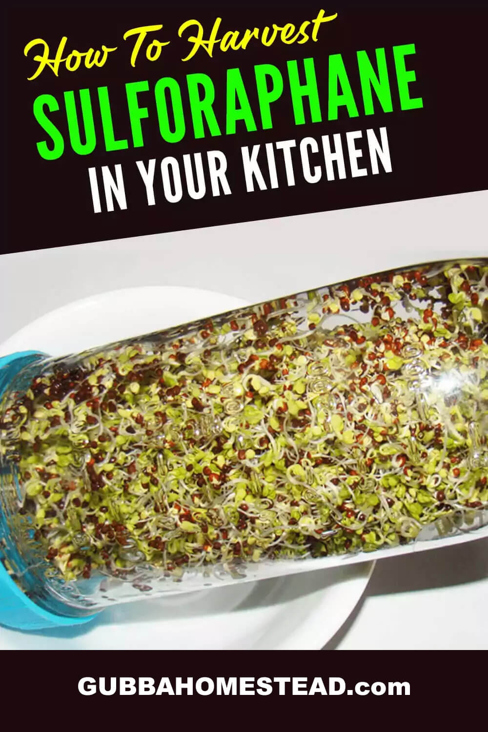 How To Harvest Sulforaphane In Your Kitchen