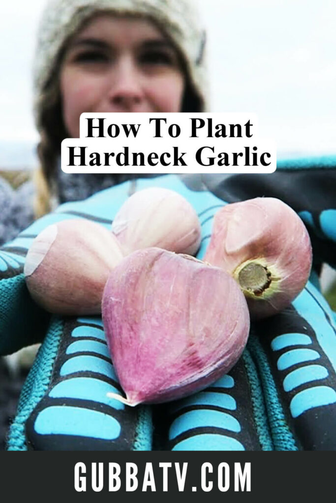 How To Plant Hardneck Garlic (Fall Planting)
