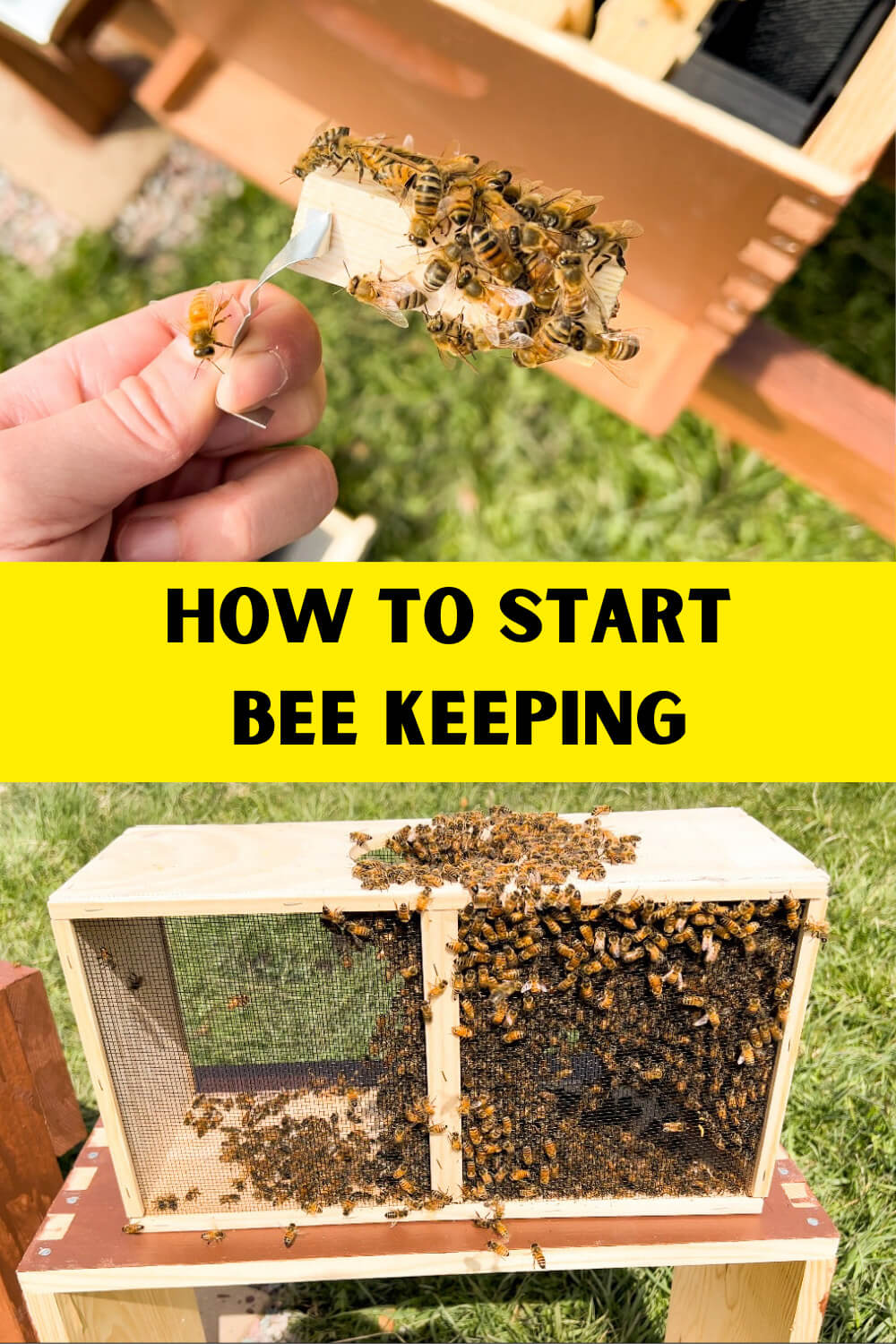 How To Start Beekeeping - Gubba Homestead