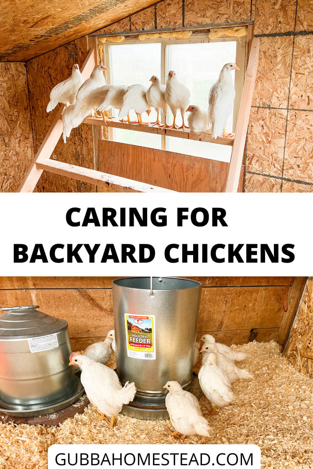 Caring For Backyard Chickens
