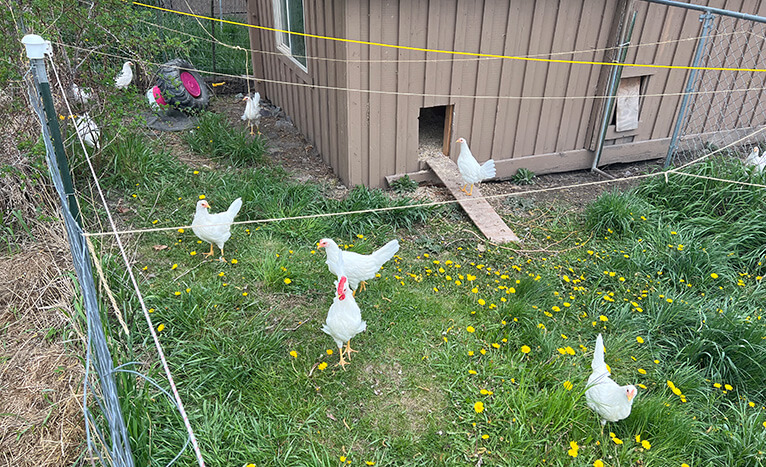chickens outside coop