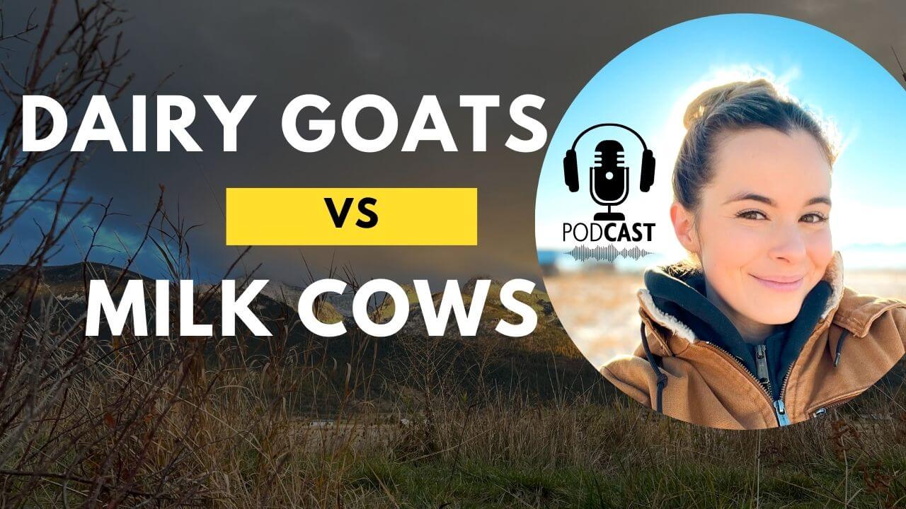 Dairy goats vs. Milk cows Which is Best? Gubba Homestead