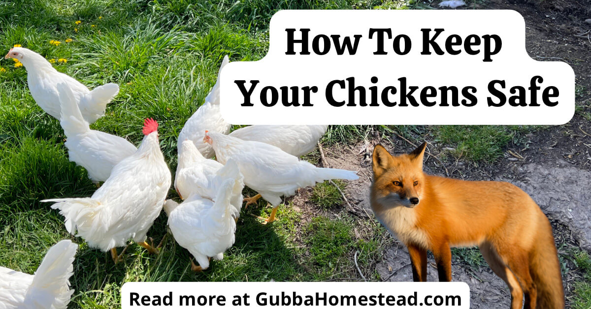 How To Keep Backyard Chickens Safe Gubba Homestead