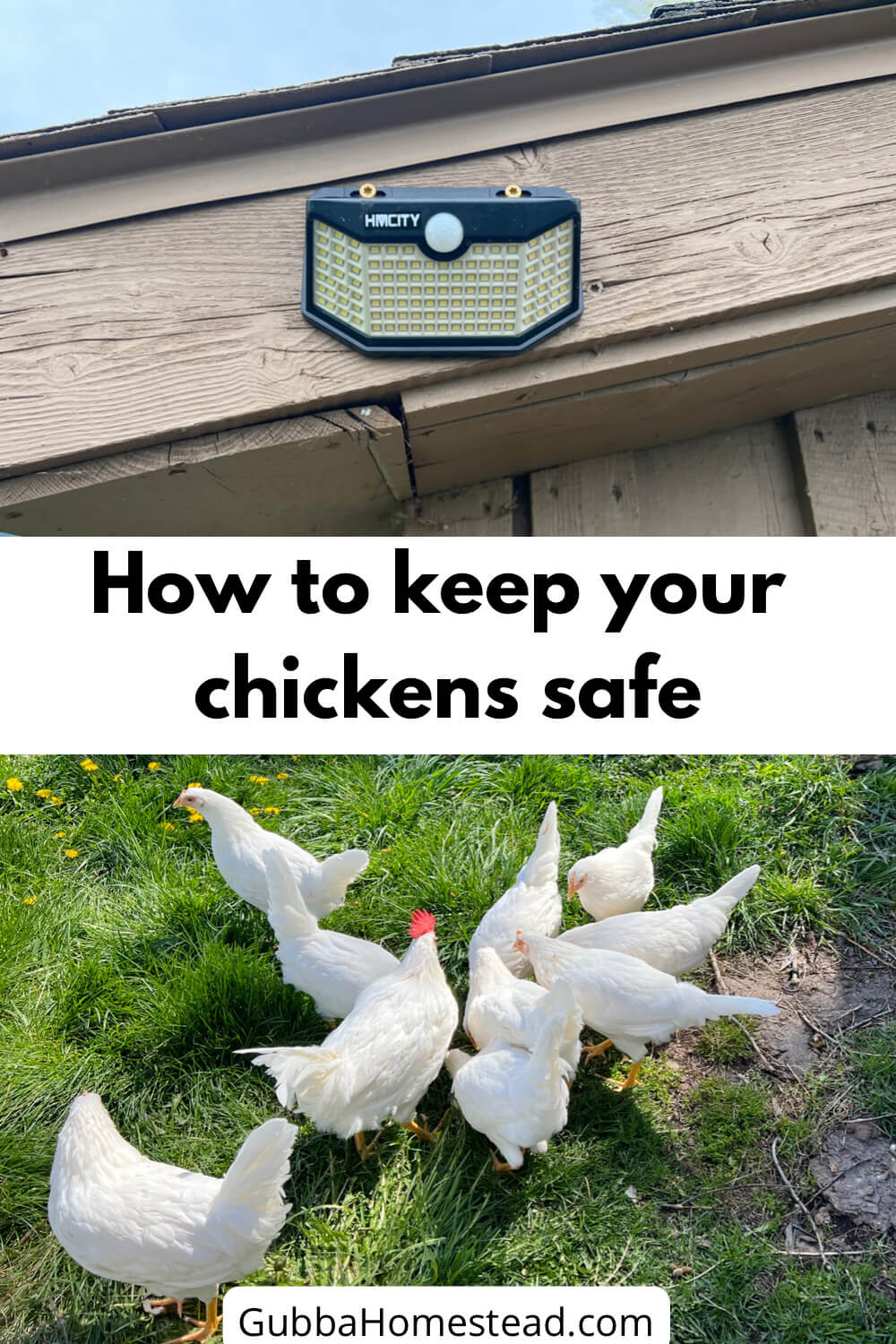 How To Keep Backyard Chickens Safe