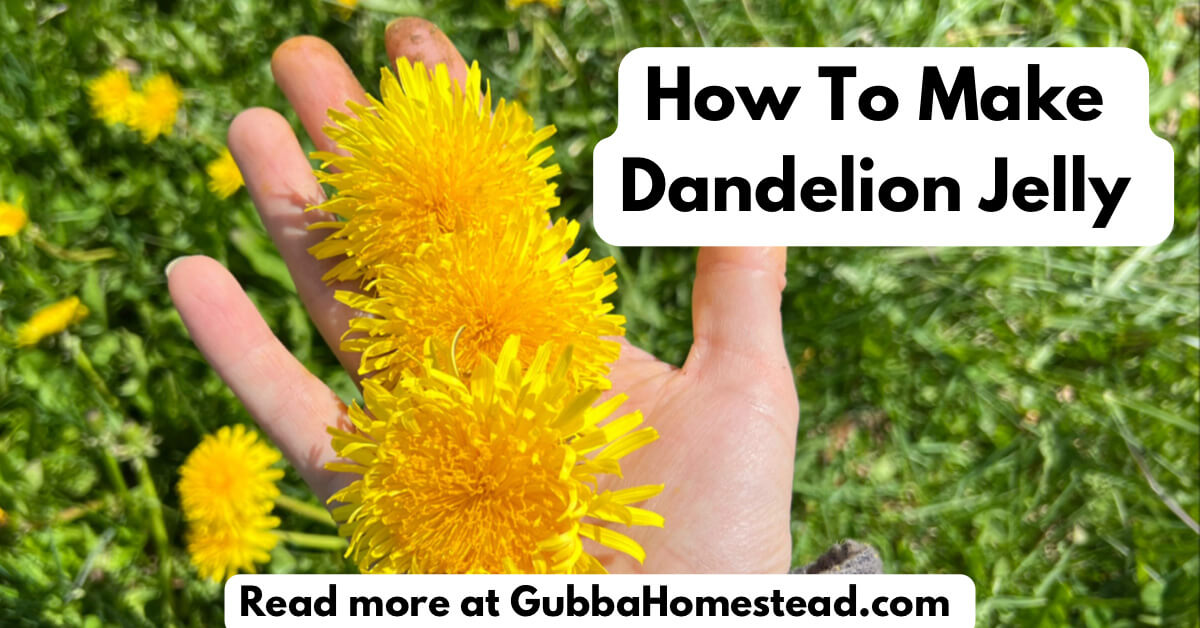 How To Make Dandelion Jelly Gubba Homestead