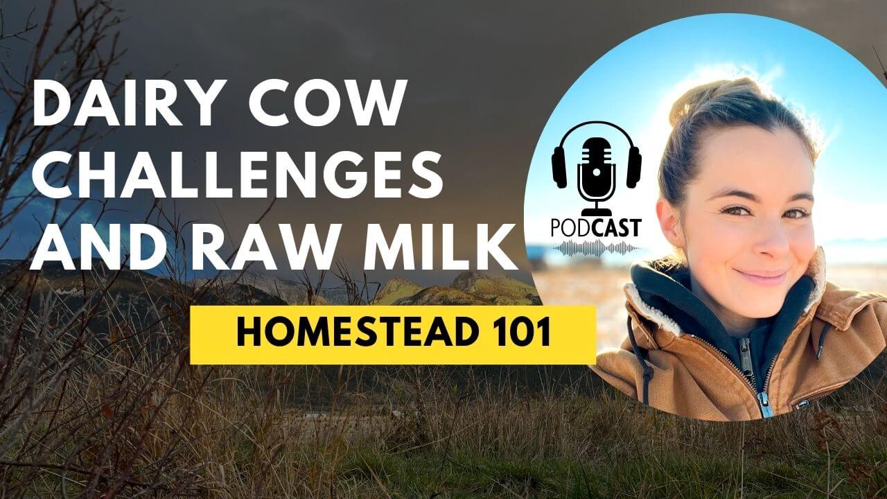 Homestead 101: Dairy Cow, Challenges, and Raw Milk - Gubba Homestead