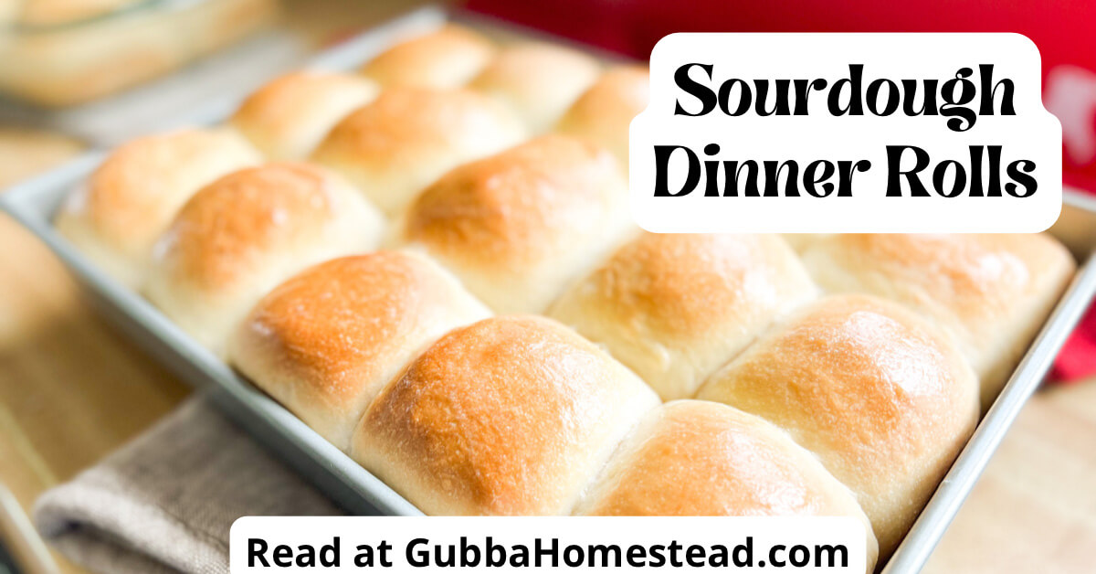 Homemade Sourdough Dinner Rolls - Gubba Homestead