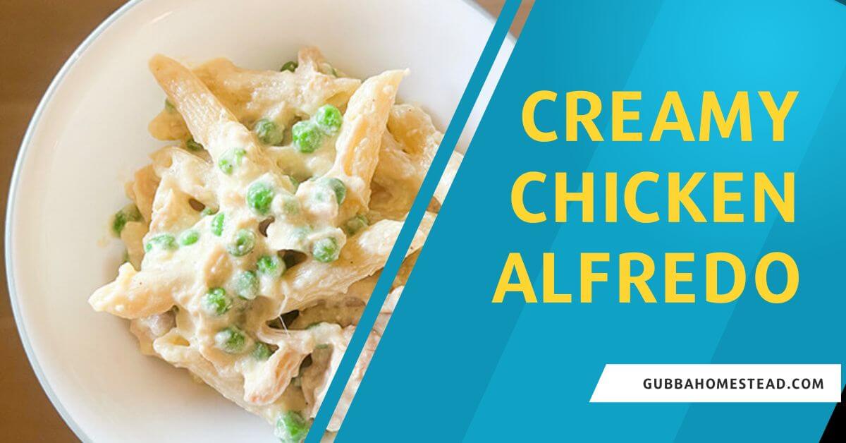 Creamy Chicken Alfredo Gubba Homestead