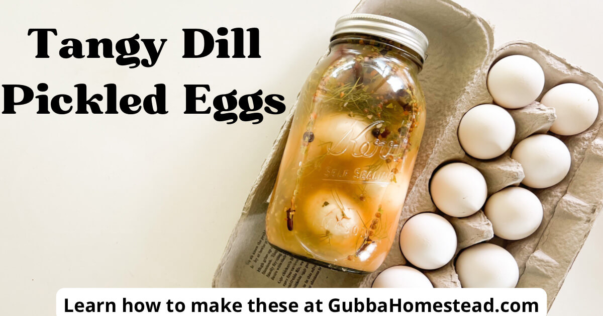 Tangy Dill Pickled Eggs Gubba Homestead