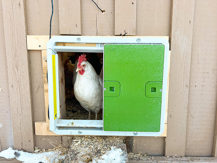 automatic chicken coop door with chicken