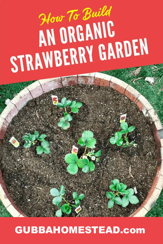 How To Build An Organic Strawberry Garden