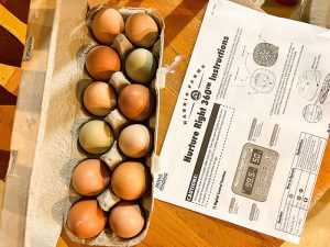 Why You Need Heritage Chickens - Gubba Homestead - Feeding Frozen-Thawed Eggs To Heritage Chicks