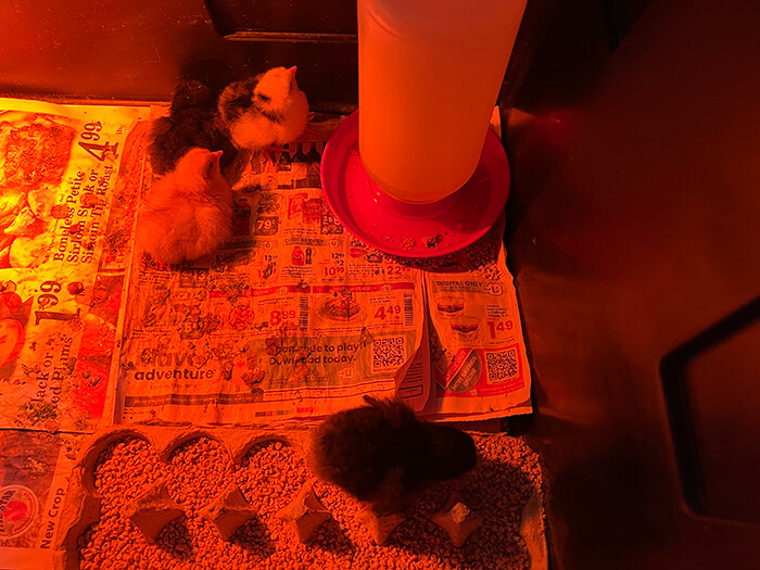 chicks in brooder