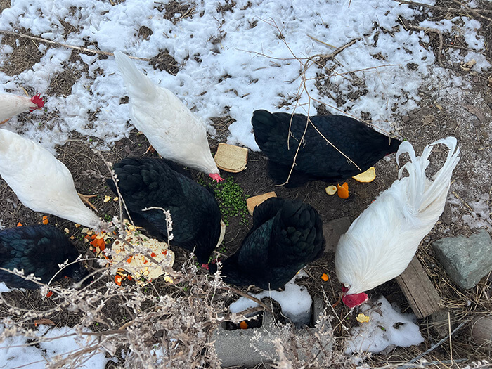 chickens eating scraps and food