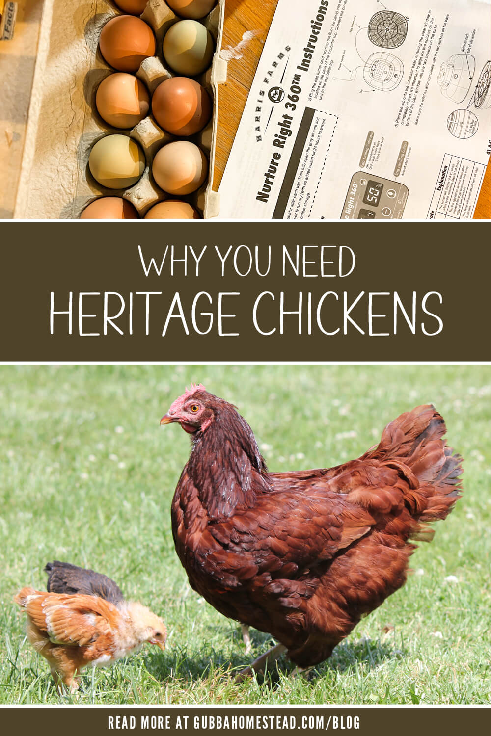 Why You Need Heritage Chickens