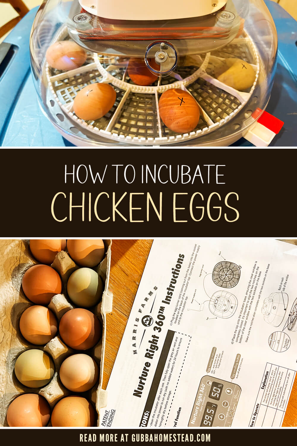 How To Incubate Chicken Eggs