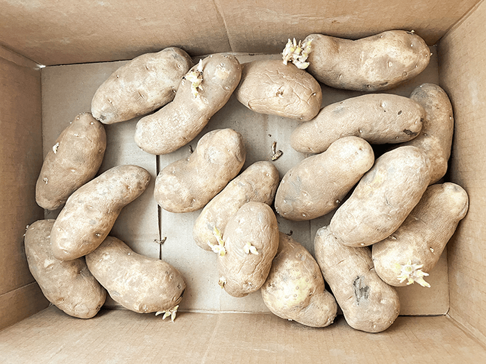 https://gubbahomestead.com/wp-content/uploads/2023/03/potatoes-in-box.png