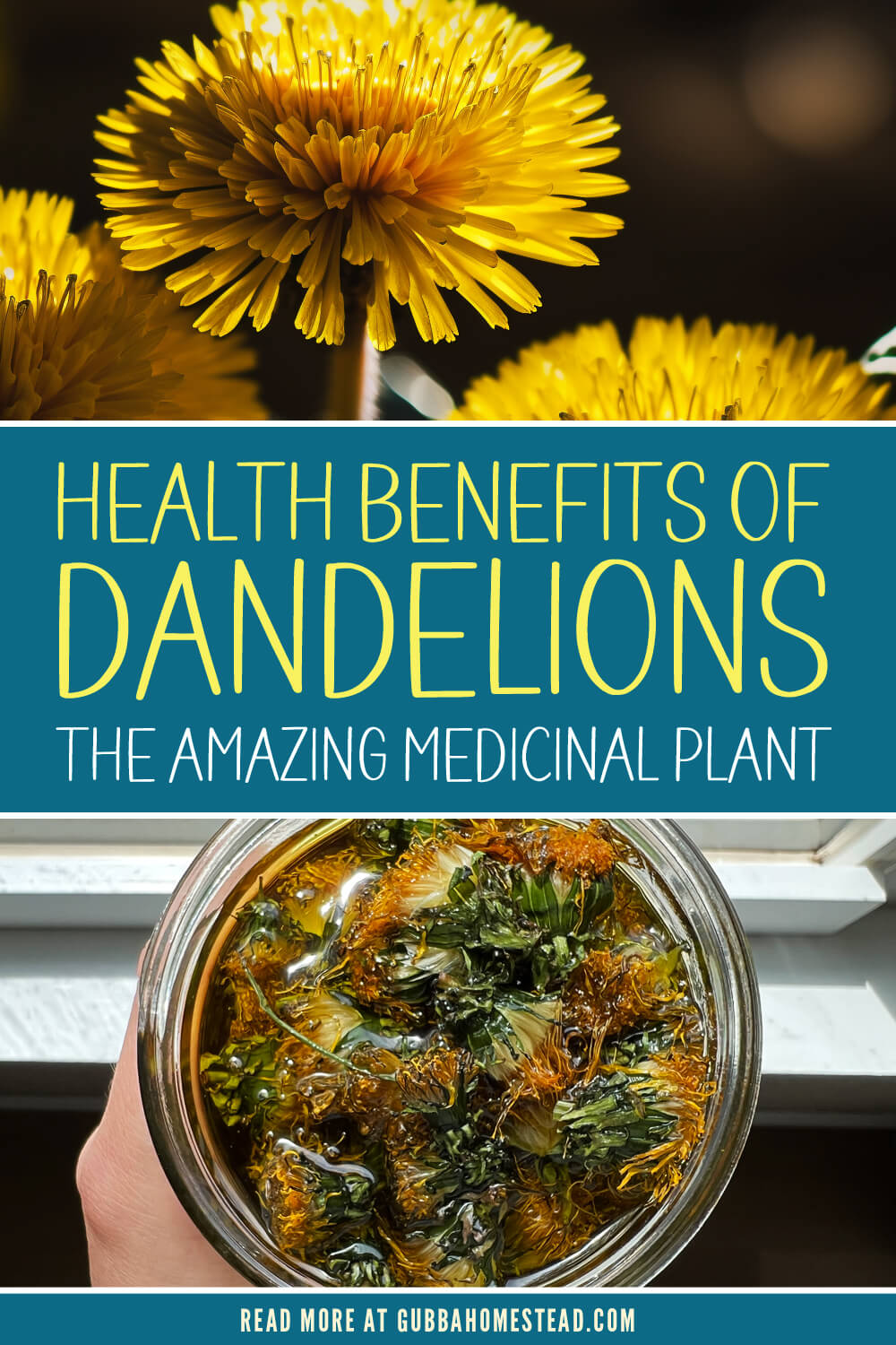 Health Benefits of Dandelions: The Amazing Medicinal Plant
