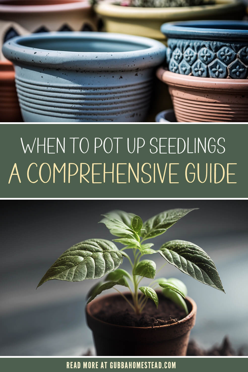 When to Pot Up Seedlings: A Comprehensive Guide for Successful Transplanting