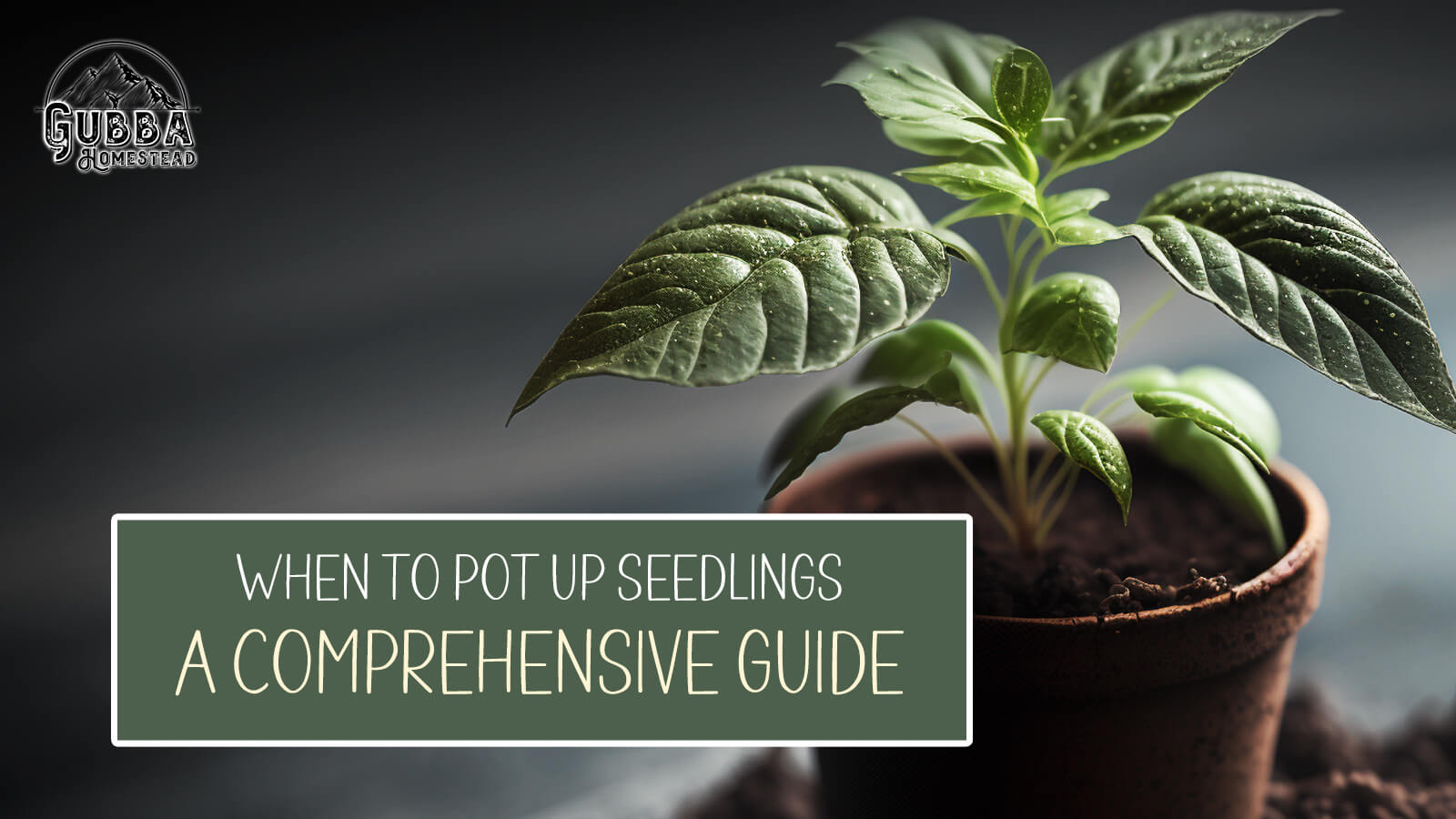When to Pot Up Seedlings A Comprehensive Guide for Successful Transplanting Gubba Homestead