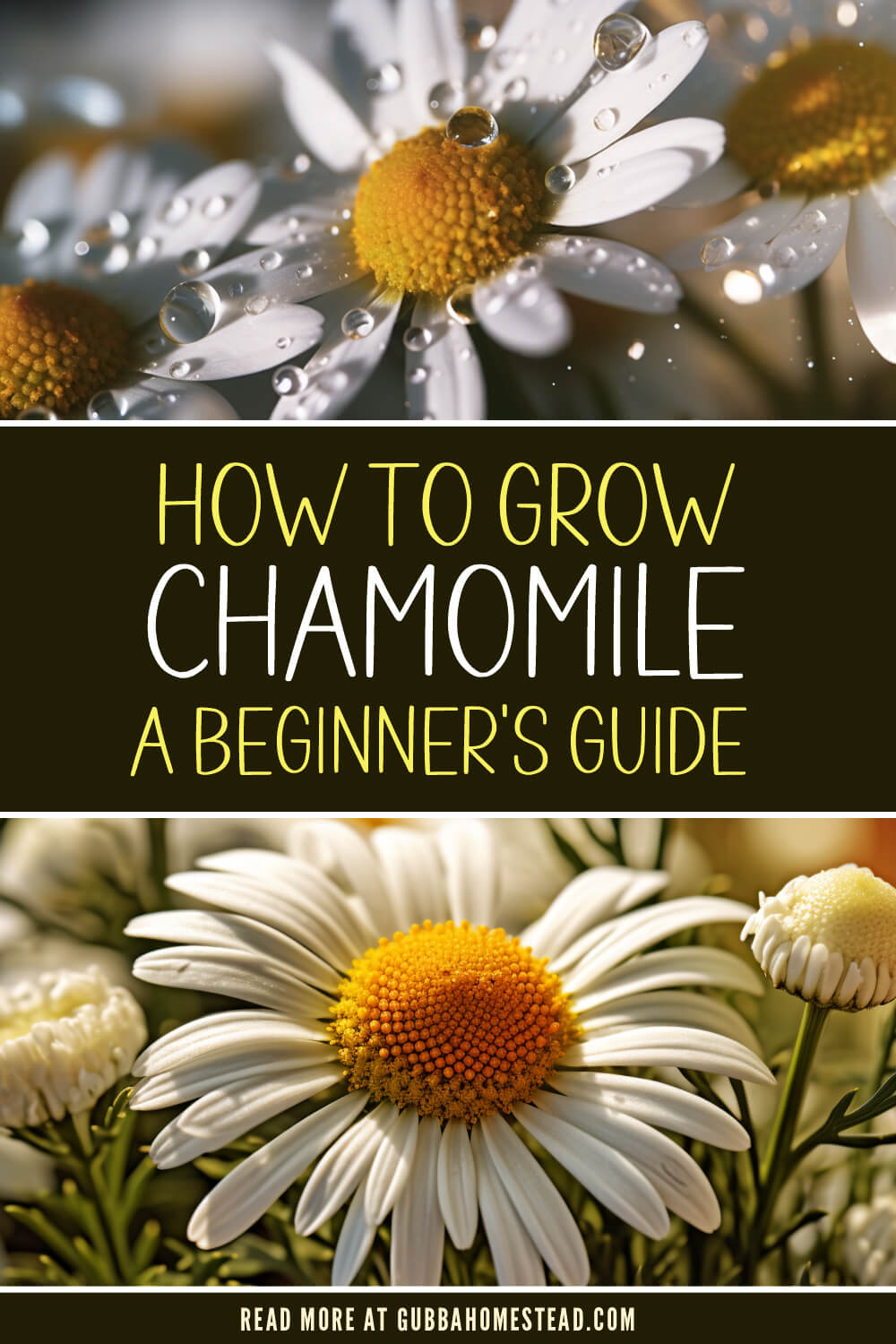 How to Grow Chamomile: A Beginner’s Guide