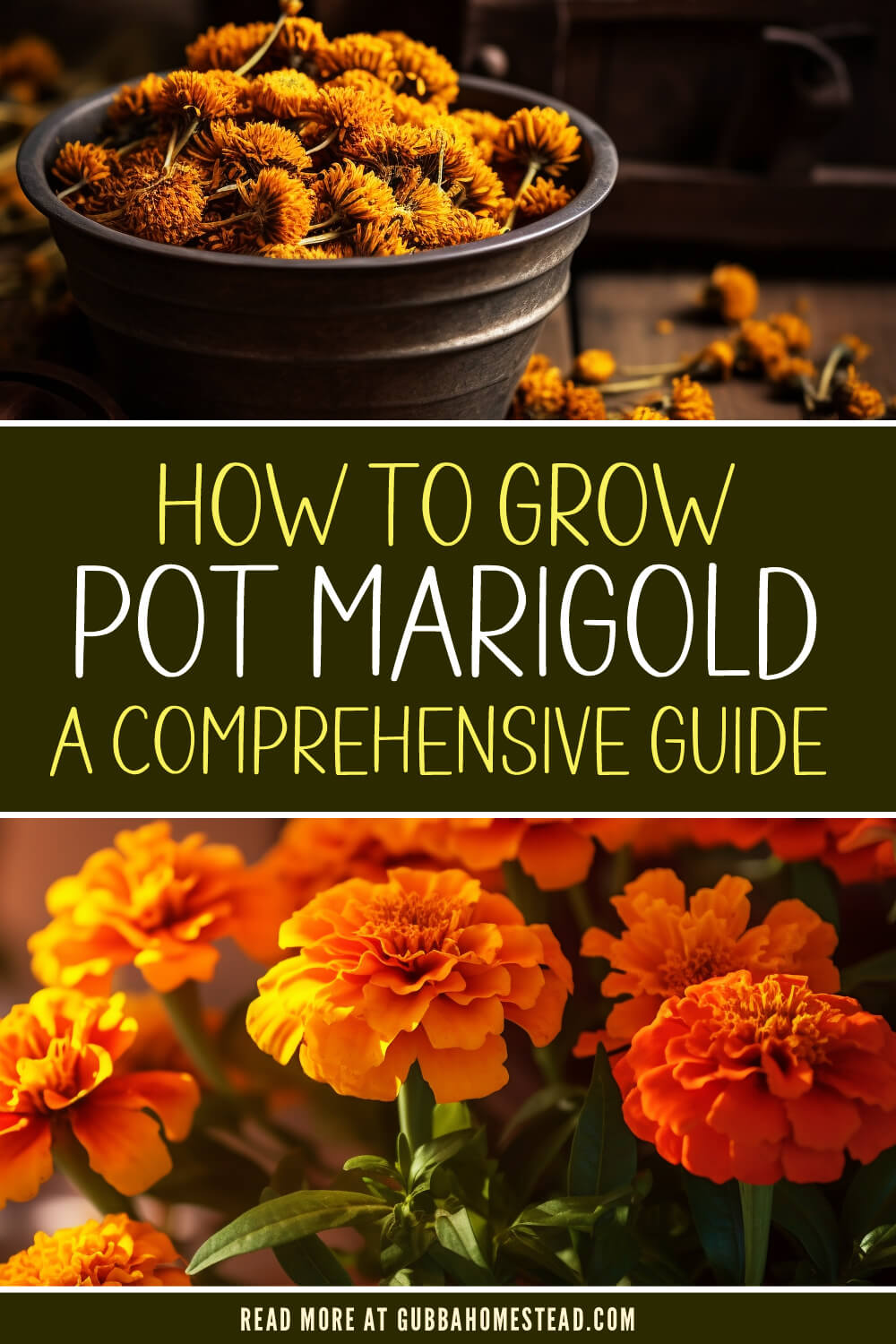 How to Grow Pot Marigold: A Comprehensive Guide