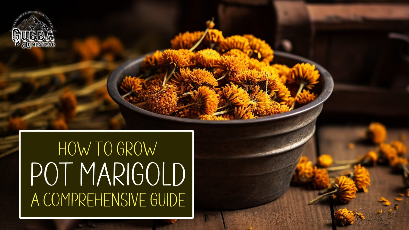 How to Grow Pot Marigold A Comprehensive Guide Gubba Homestead