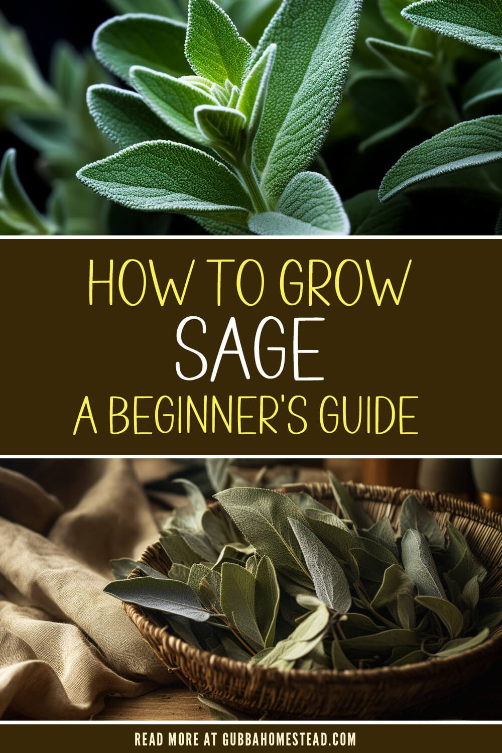 How to Grow Sage: A Beginner’s Guide