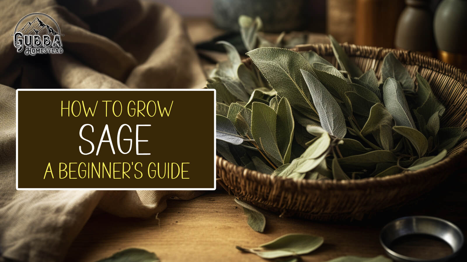 How to Grow Sage A Beginner’s Guide Gubba Homestead