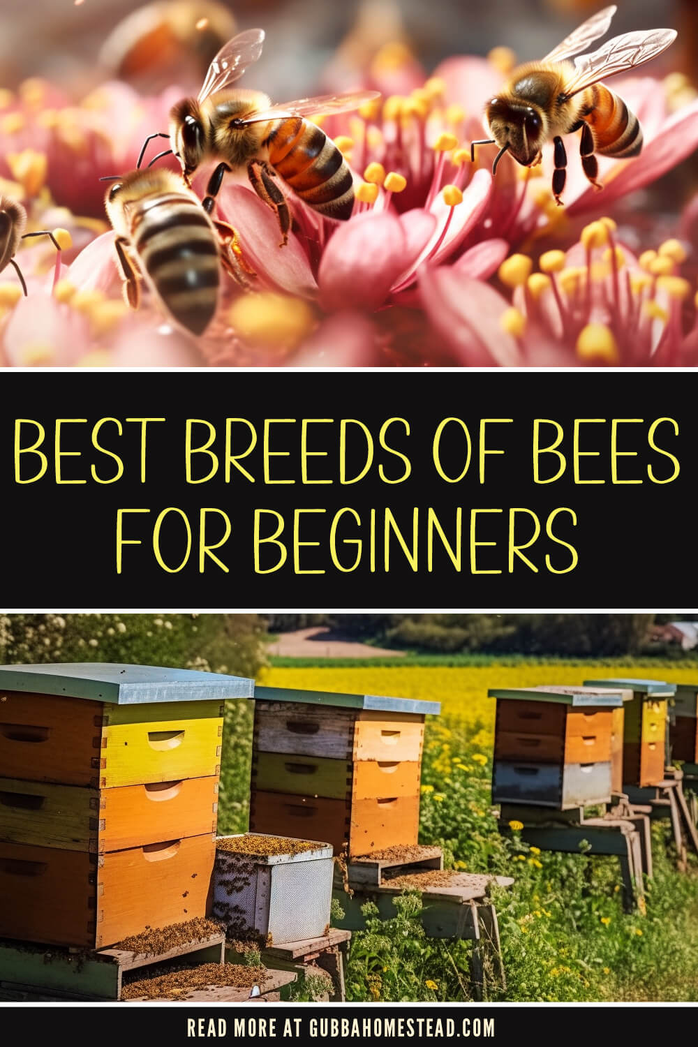 Best Breeds of Bees for Beginners: A Guide to Choosing the Right Bees