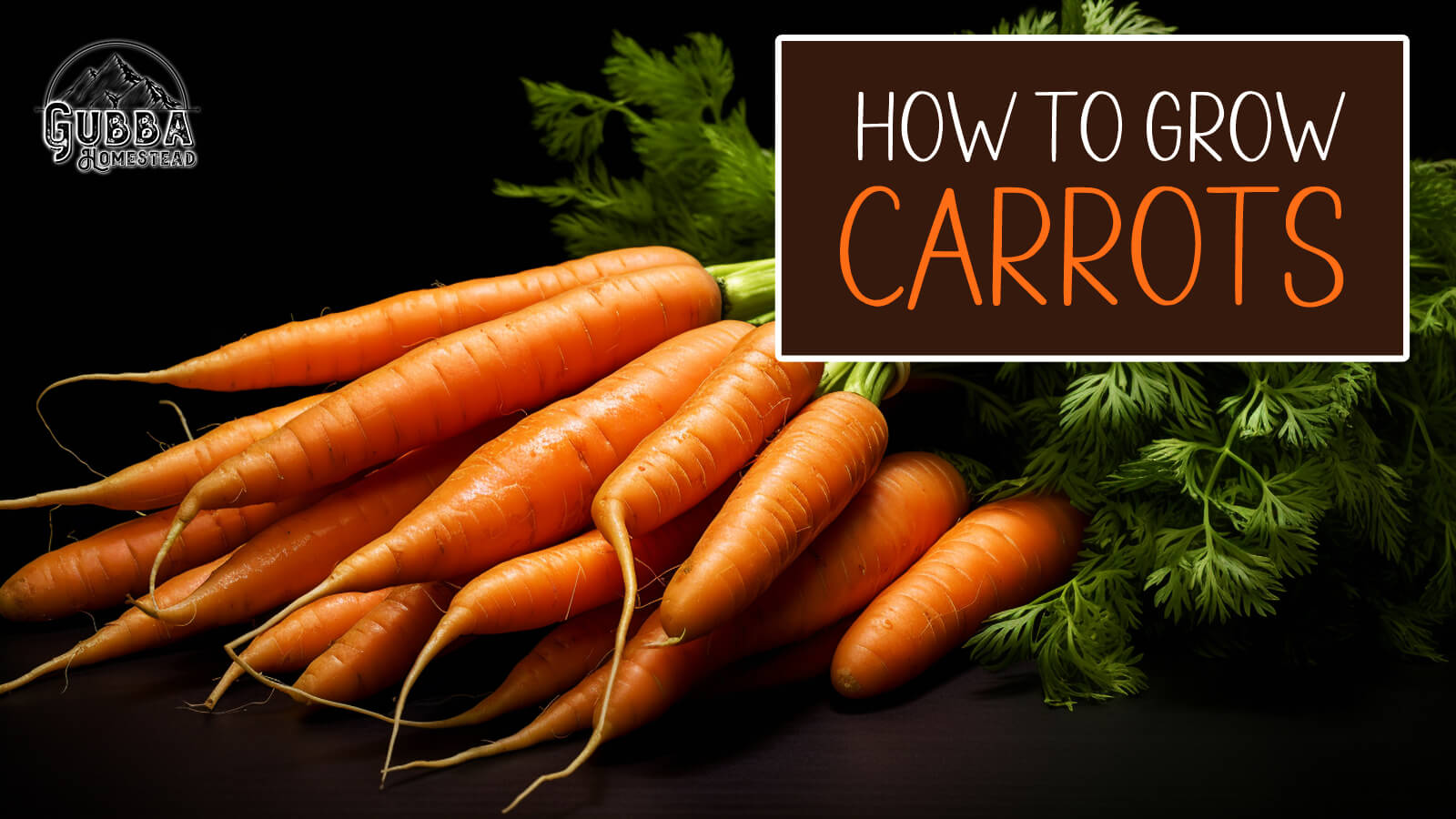 How to Grow Carrots A Guide to Cultivating Delicious Orange Beauties