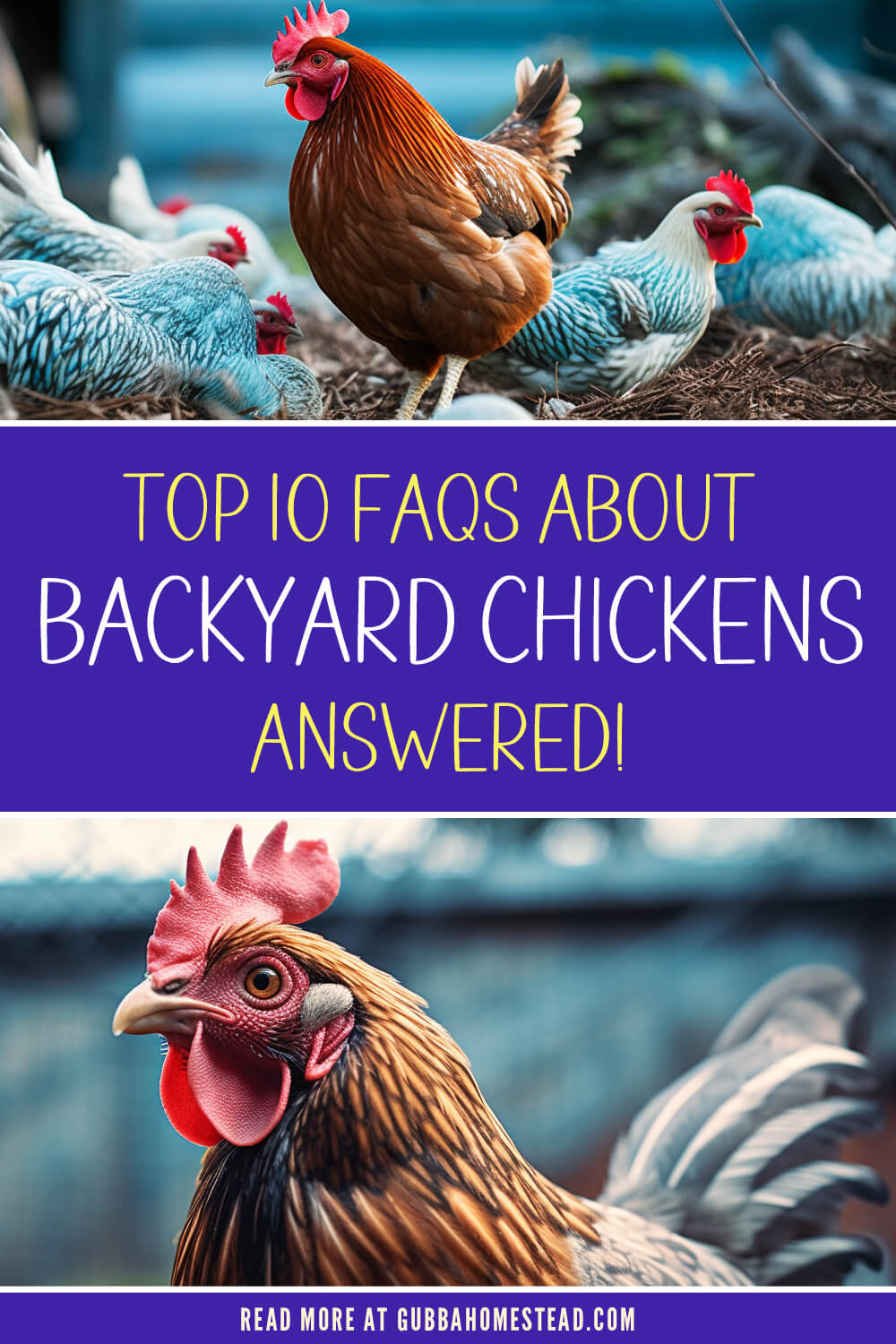 Cracking the Coop: Top 10 FAQs About Backyard Chickens Answered!
