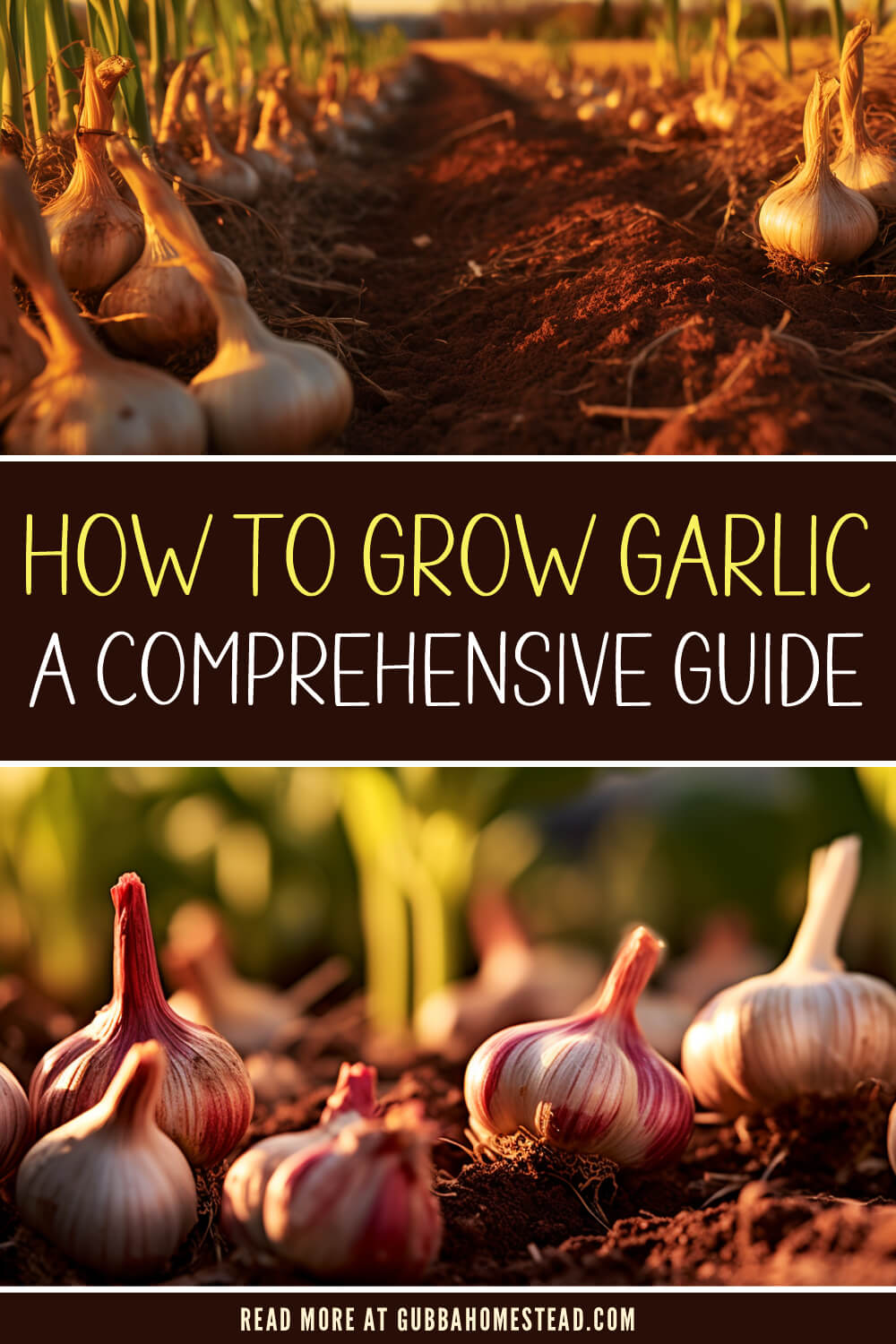 How To Grow Garlic a Comprehensive Guide