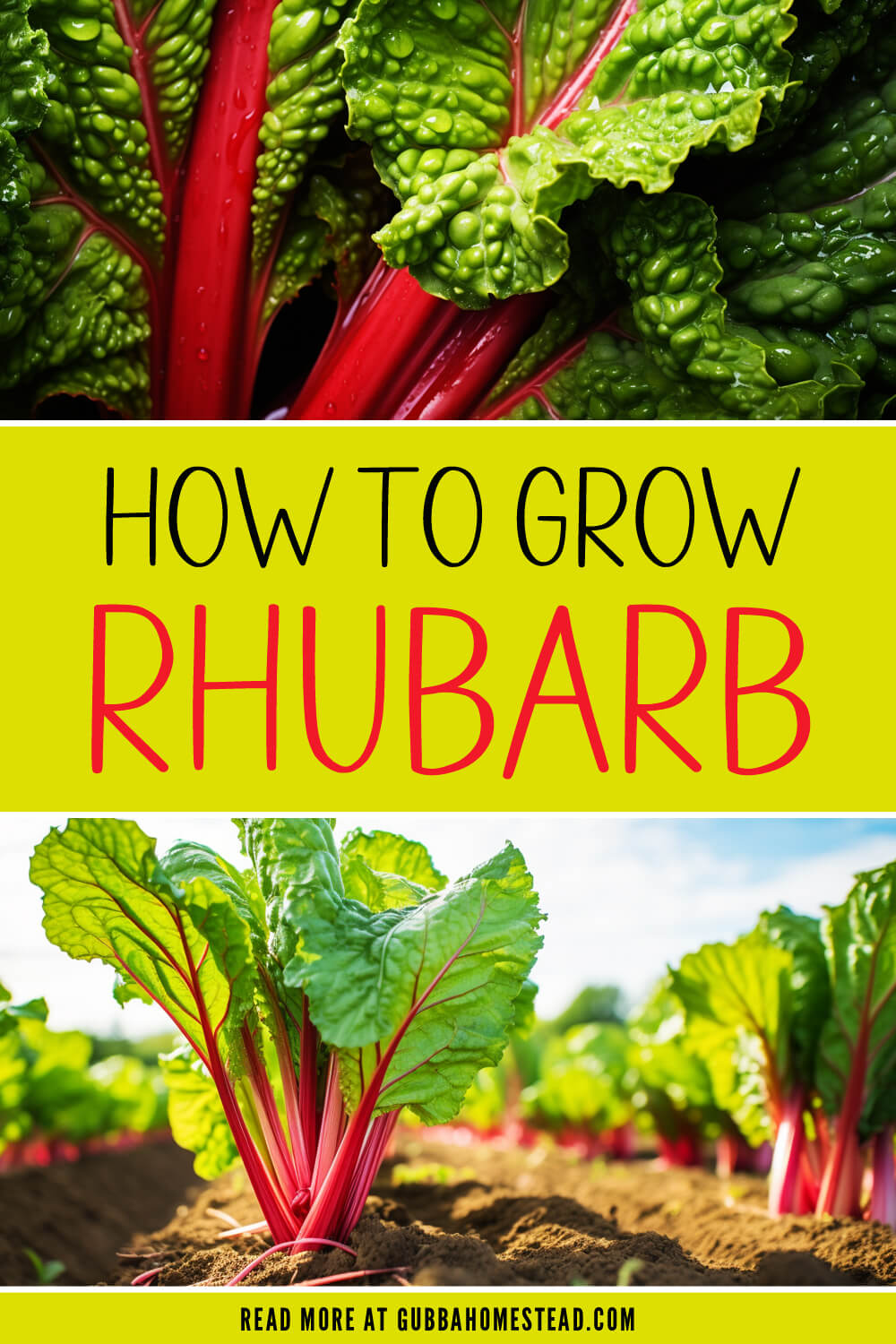 How to Grow Rhubarb: A Comprehensive Guide to Cultivating Tart and Tasty  Stalks - Gubba Homestead