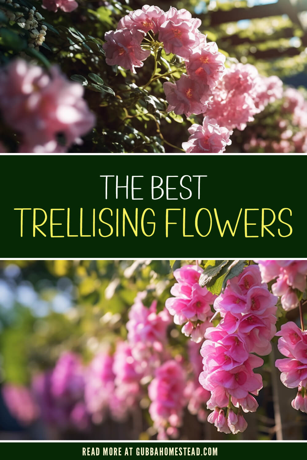 The Best Trellising Flowers to Add Vertical Beauty to Your Garden