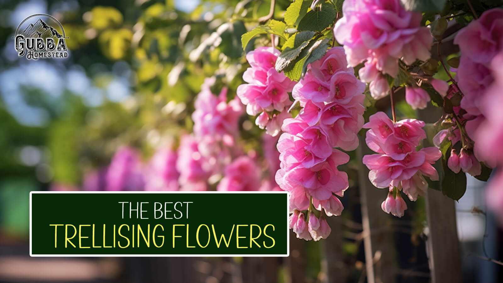 The Best Trellising Flowers to Add Vertical Beauty to Your Garden