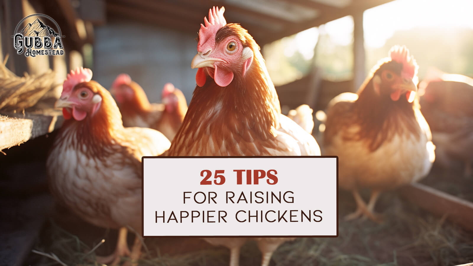 25 Tips for Raising Happier Chickens Gubba Homestead