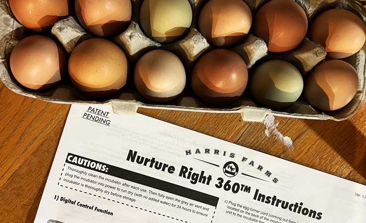 egg hatching instructions