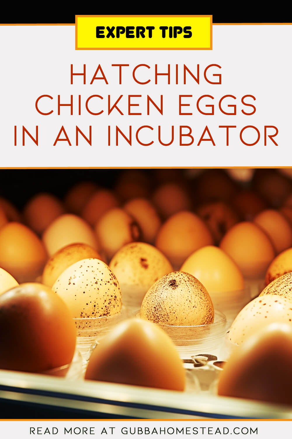 Hatching Chicken Eggs in an Incubator: Expert Tips