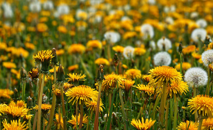 benefits of dandelions